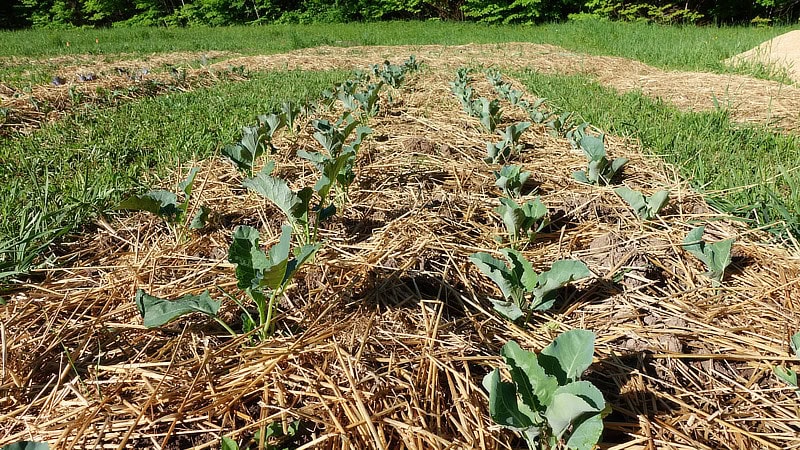 Broccoli and cauliflower garden
