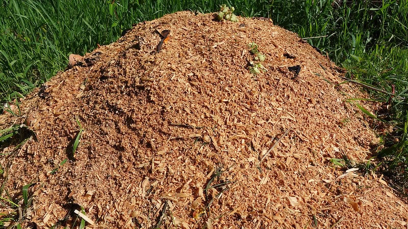 Compost pile