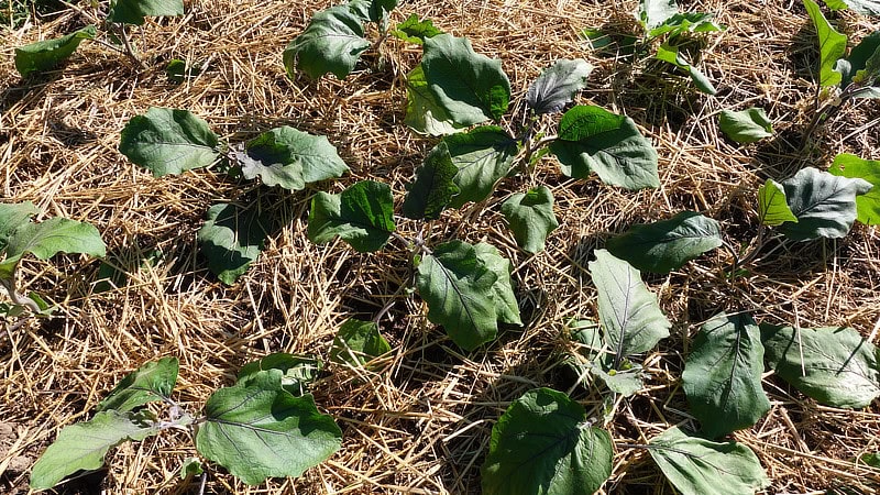 Eggplants planted with hexagon spacing