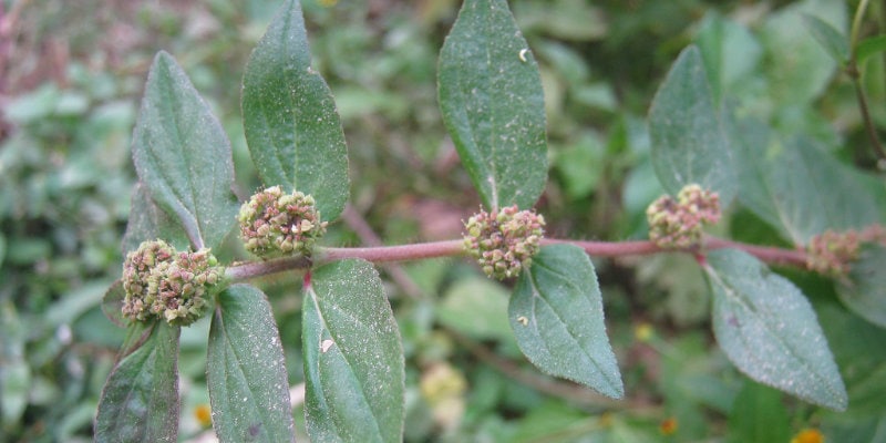 Euphorbia hirta, asthma weed