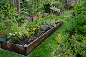 Food garden planning