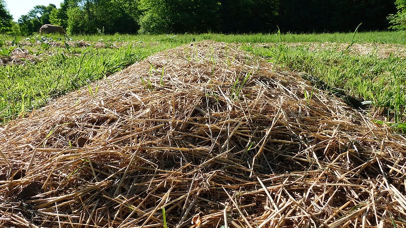 Garden bed with straw mulch