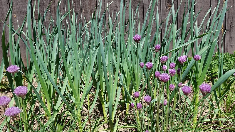 Garlic and chives