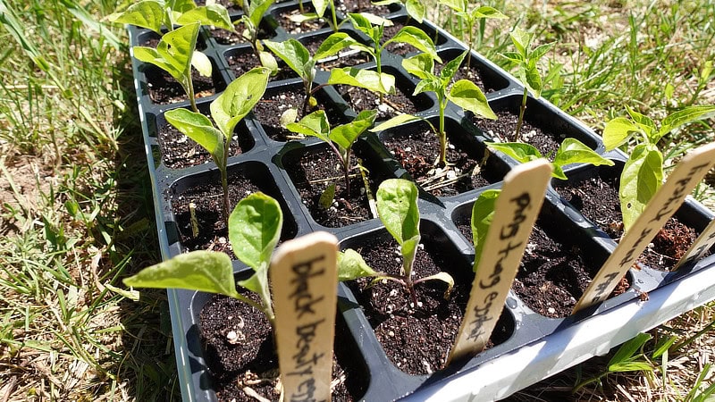 Hardening off eggplants and peppers