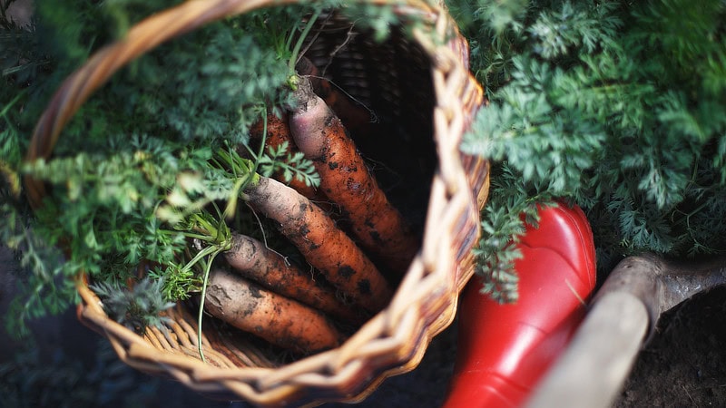 Harvesting carrots