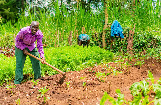 Hoeing a raised bed
