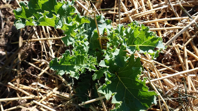 Kale