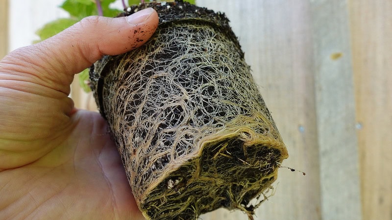 Mint rootball