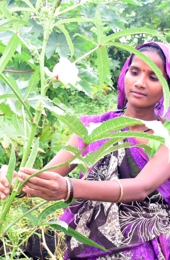 Okra Plant India