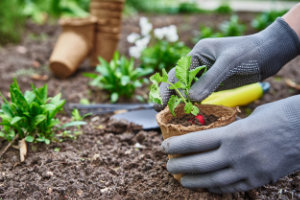 Planting