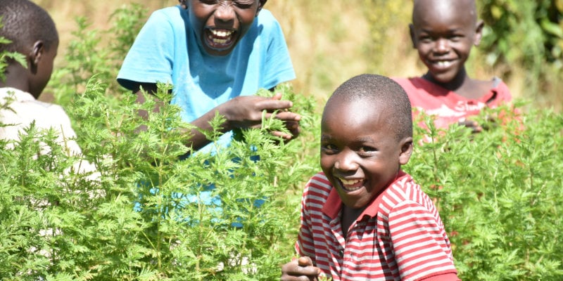 Plucking artemisia