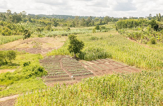 Remnant Generation Beds