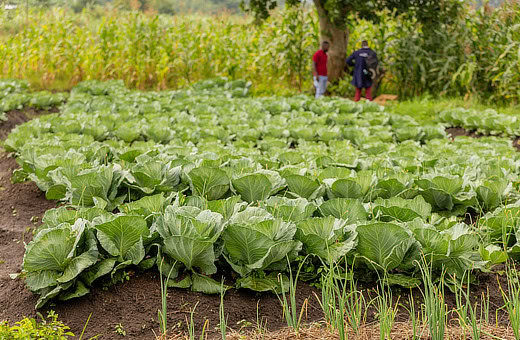 Remnant Generation Crops