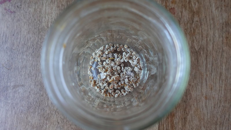 Tomato seeds saved