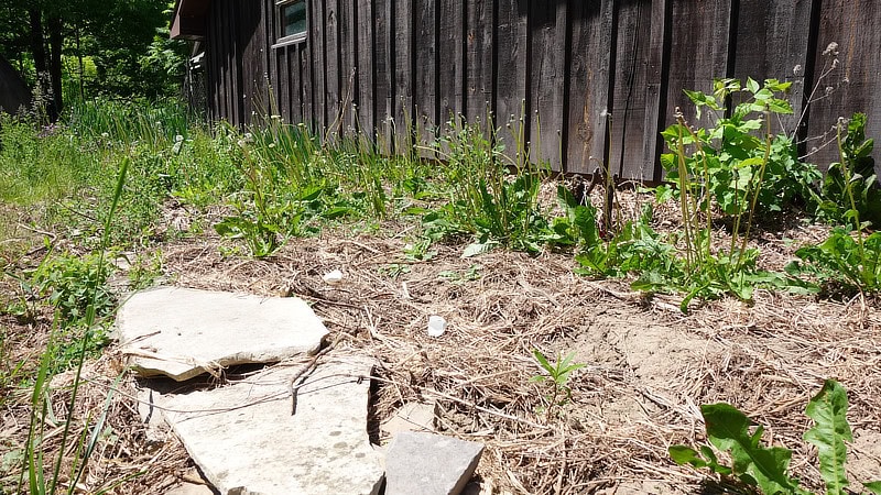 Weedy garden
